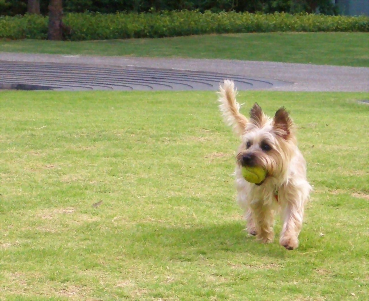 22 Breeds Of Small Hypoallergenic Dogs