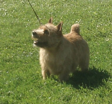 Cairn Terrier