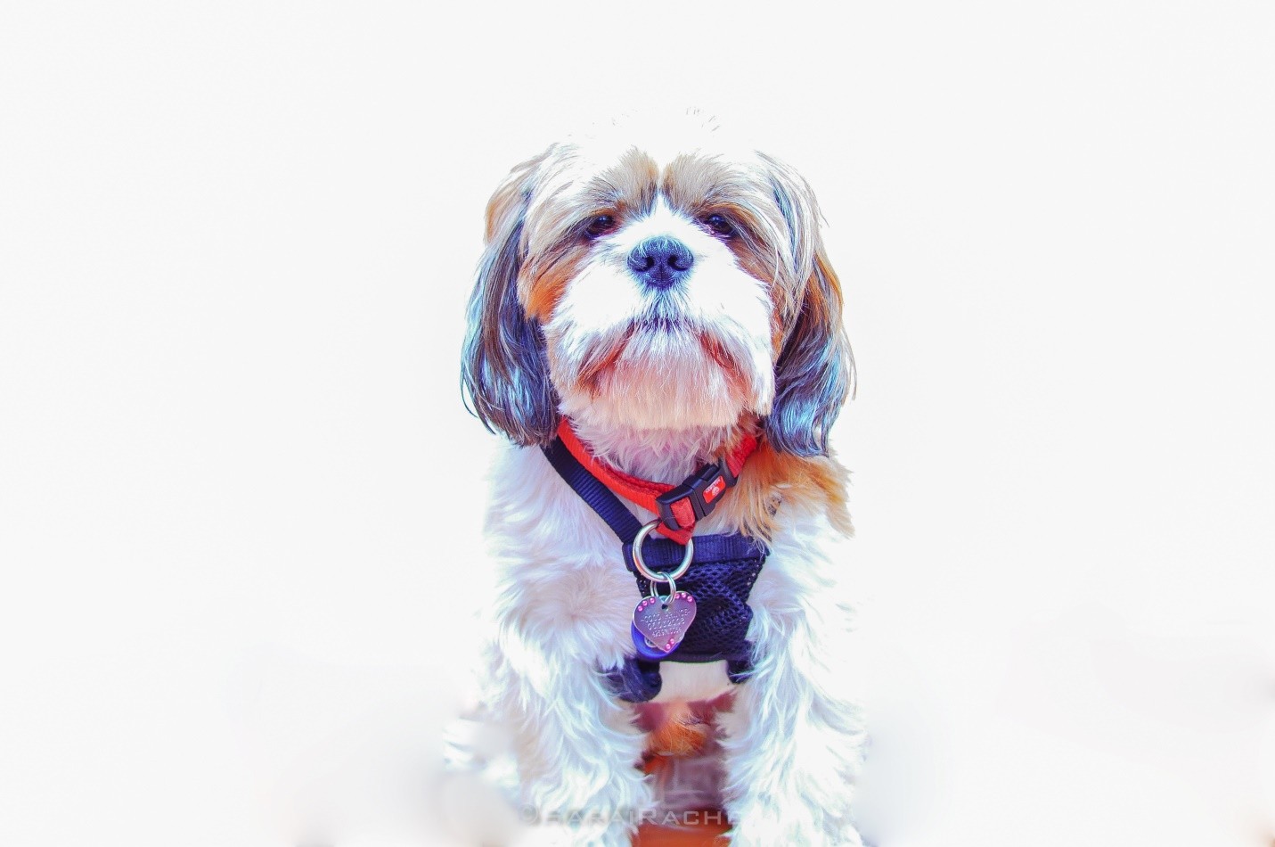 Havanese