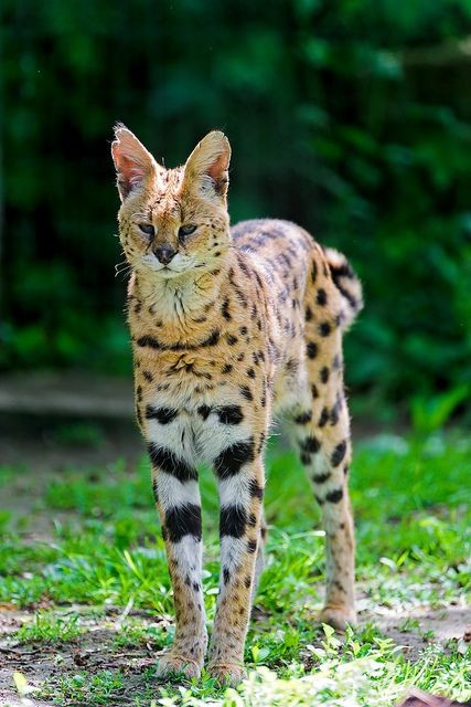 It’s natural for Serval cats to mark their territory through scraping and urinating