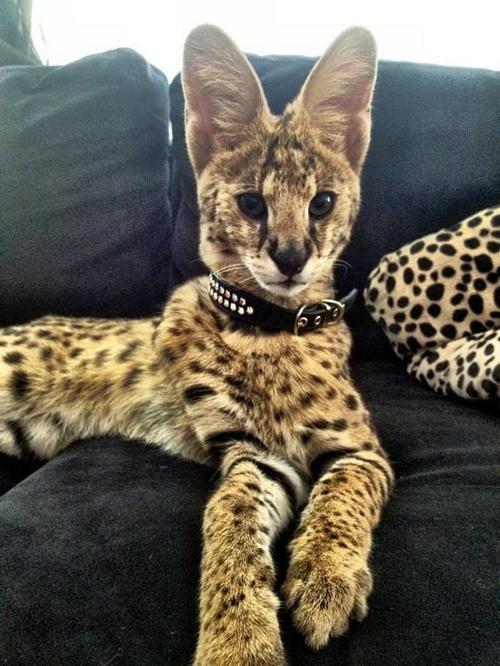Keeping a Serval cat requires a specific diet to meet its nutritional needs