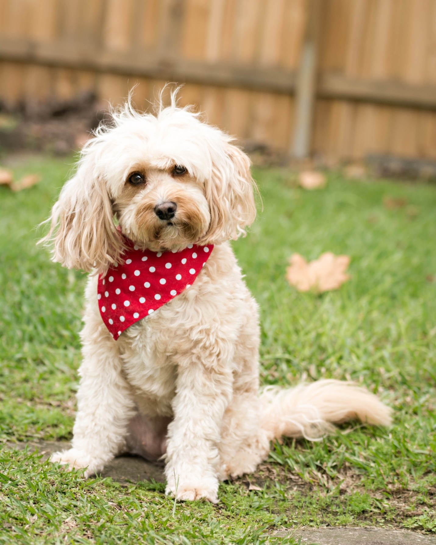 Maltese