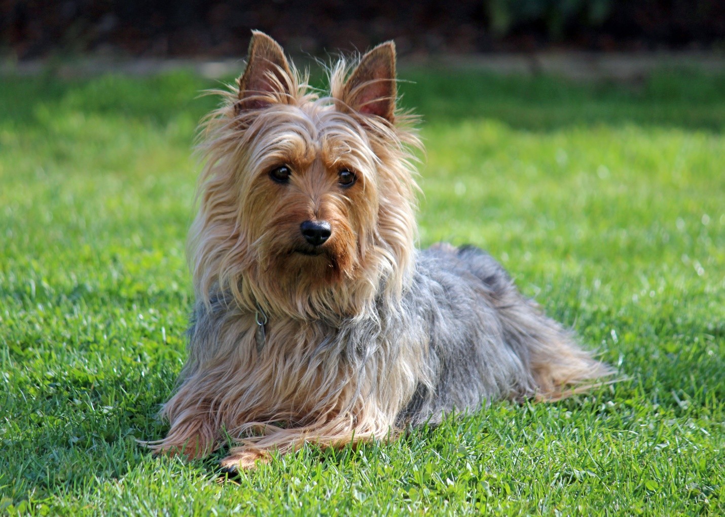 Norwich Terrier