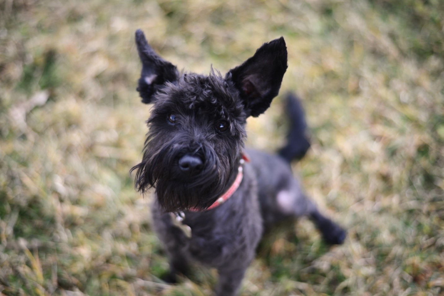 Portuguese Water Dog