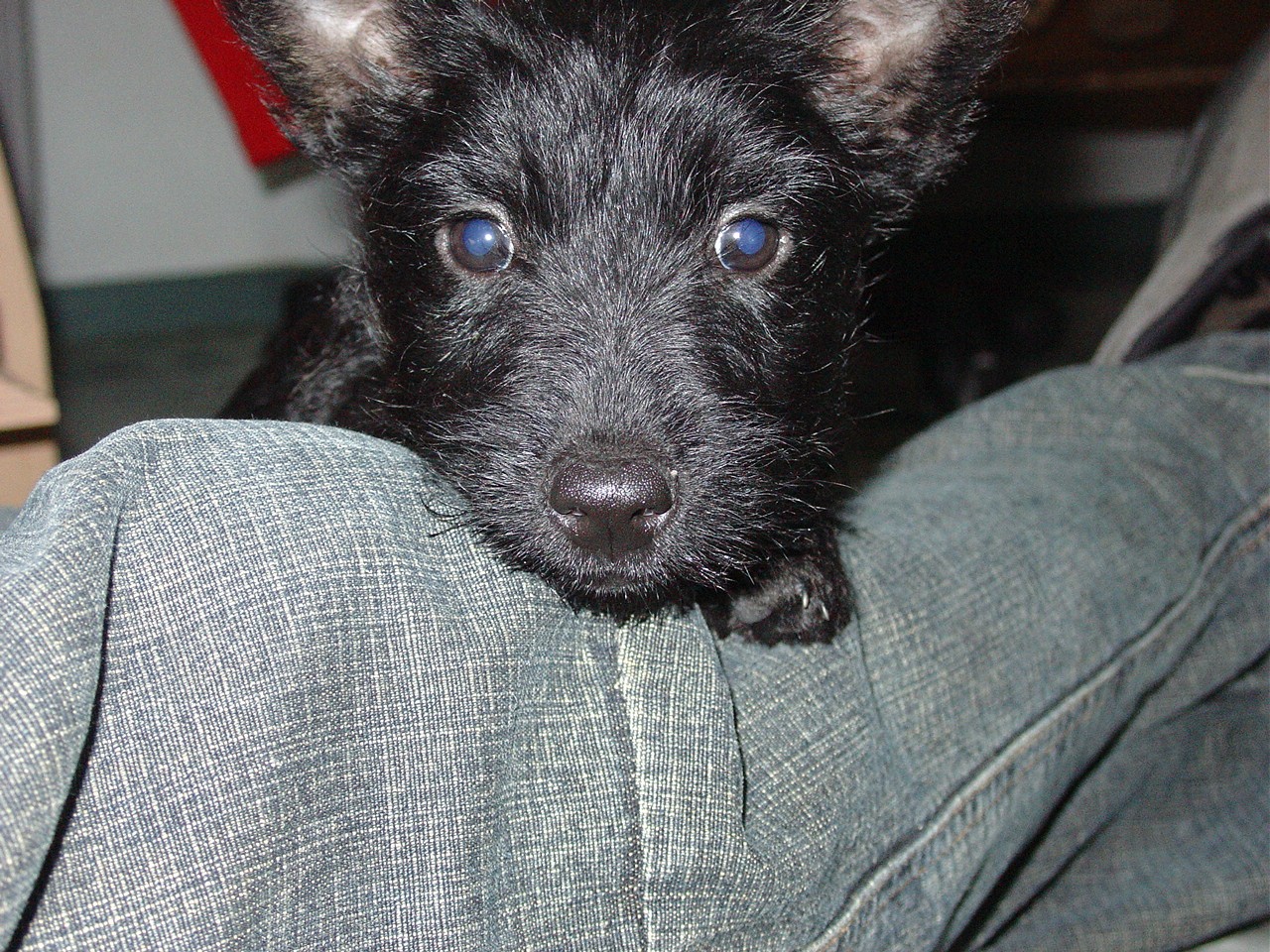 Silky Terrier