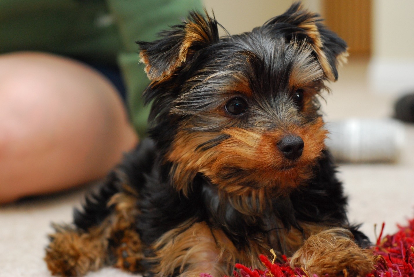 West Highland White Terrier