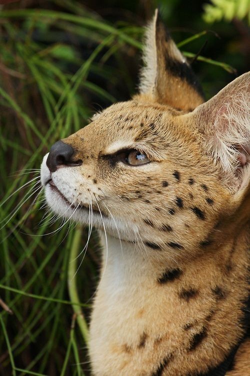 Declawing your Serval pet is not advisable as there are chances that you will need to find a new place for them