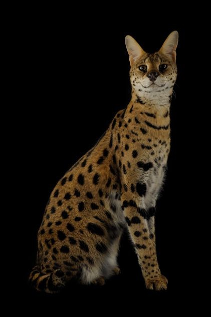 Most pet owners claim that Serval pets are friendly and affectionate, however, it is still important to keep in mind that they are wild animals