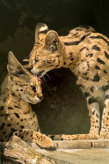 Serval cats are nocturnal animals and they love to hunt at night