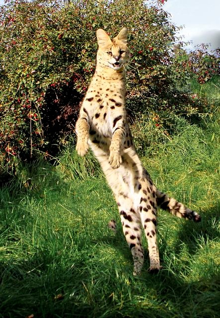 Serval cats can live up to 20 years