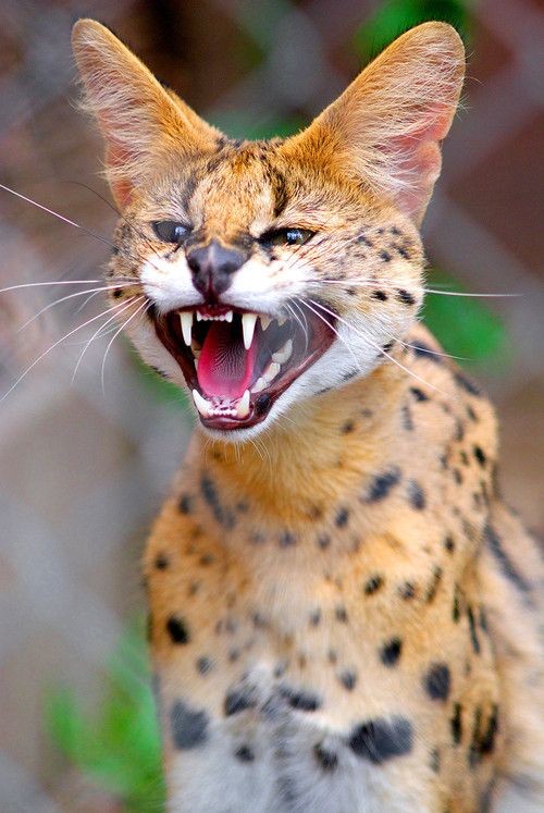 Some countries restrict Serval pet ownership due to the fact that they are considered as wild animals