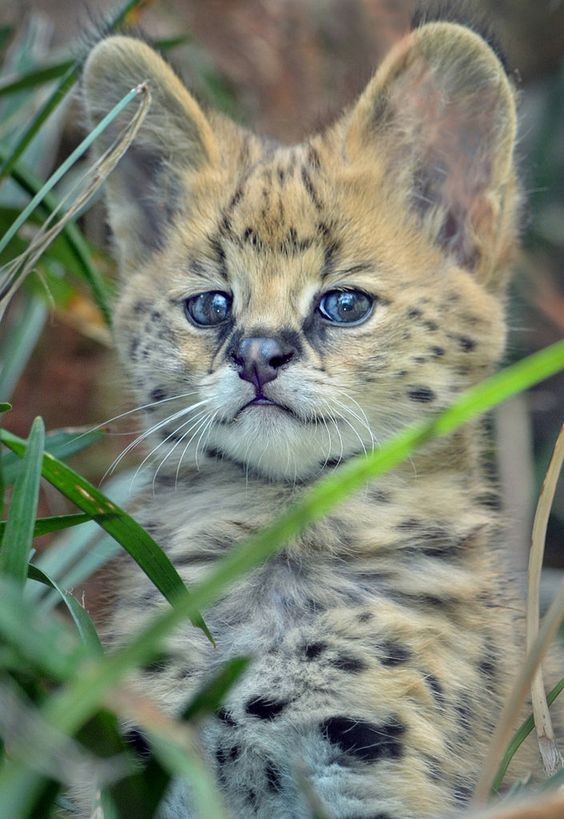 We do not really recommend individuals with little children to keep a Serval cat at home as these animals can play hard using their teeth and claws